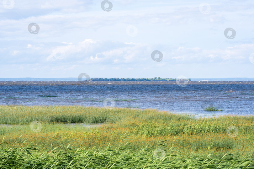 Скачать прибрежный пейзаж, побережье Балтийского моря с зарослями тростника на переднем плане фотосток Ozero