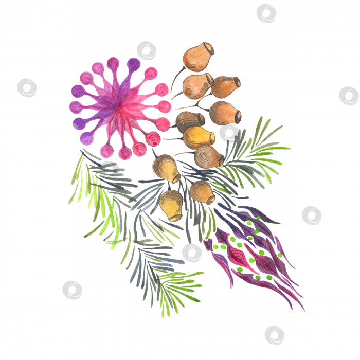 Скачать Сосновые еловые ветви с шишками и цветами декоративный элемент дизайна рисованная акварельная иллюстрация от руки фотосток Ozero