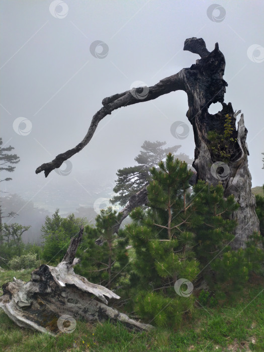 Скачать Дерево в туманном лесу фотосток Ozero