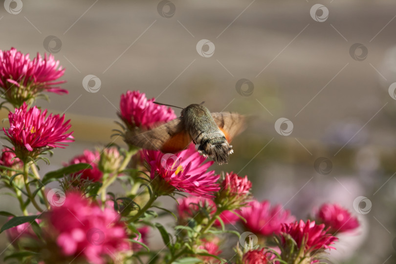 Скачать Бражник-колибри - это бабочка из семейства бражничковых (Sphingidae). фотосток Ozero