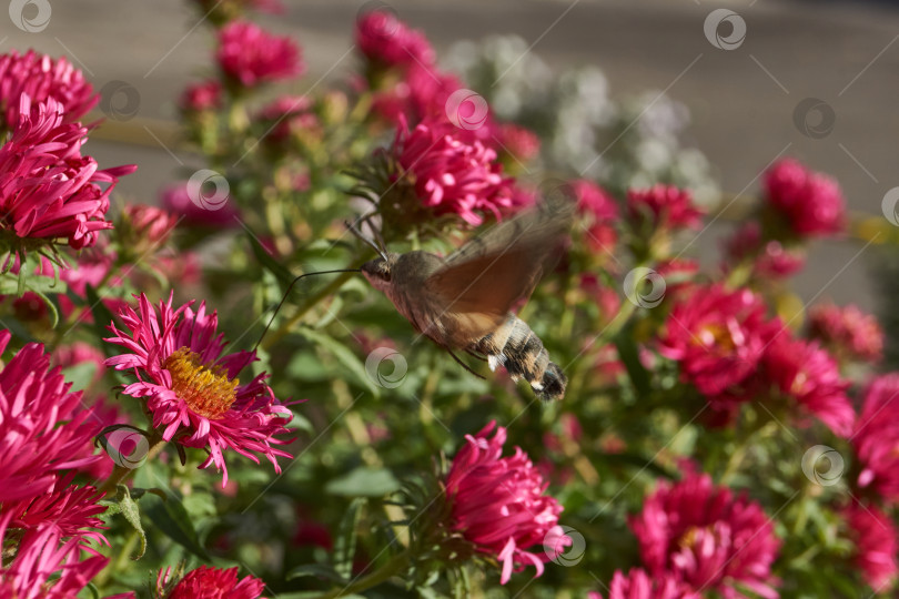 Скачать Бражник-колибри - это бабочка из семейства бражничковых (Sphingidae). фотосток Ozero