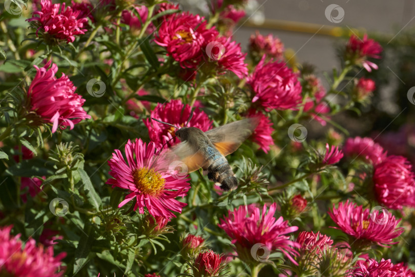 Скачать Бражник-колибри - это бабочка из семейства бражничковых (Sphingidae). фотосток Ozero