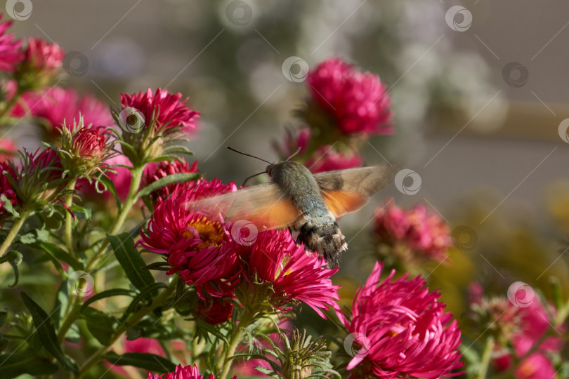 Скачать Бражник-колибри - это бабочка из семейства бражничковых (Sphingidae). фотосток Ozero