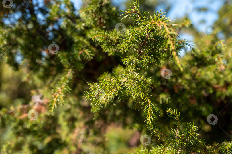 Скачать Juniperus rigida, храмовое можжевеловое растение, растущее крупным планом в России фотосток Ozero