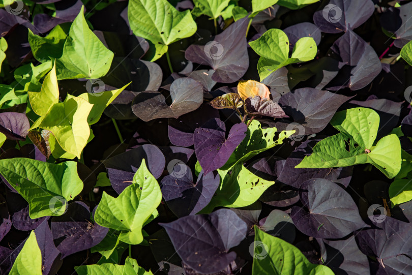 Скачать Листья батата (Ipomoea batatas), произрастающего в России фотосток Ozero