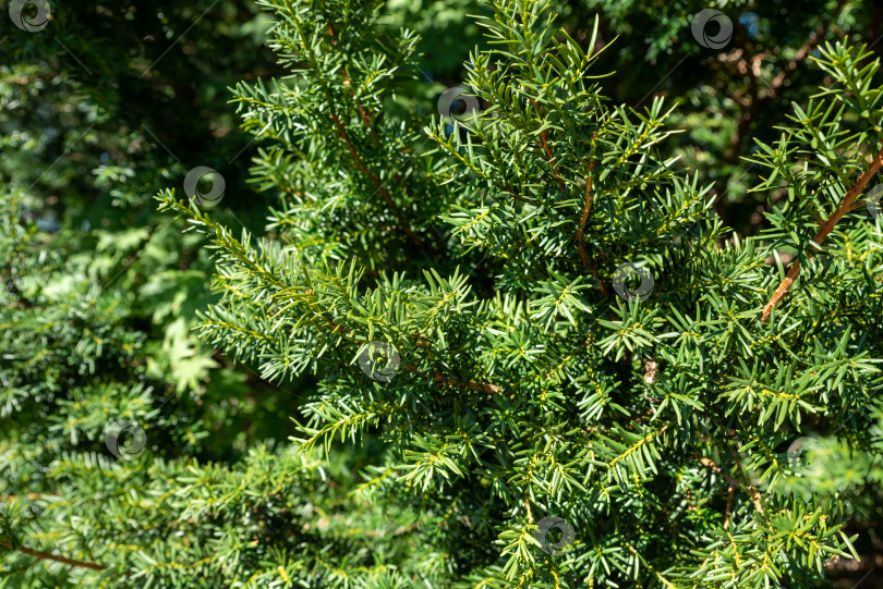 Скачать Taxus cuspidata, японский тис или тис раскидистый, произрастающий на Дальнем Востоке России. Без ягод фотосток Ozero