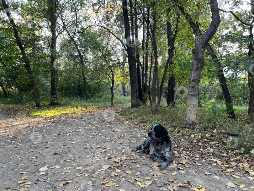 Скачать Бездомная собака в парке фотосток Ozero