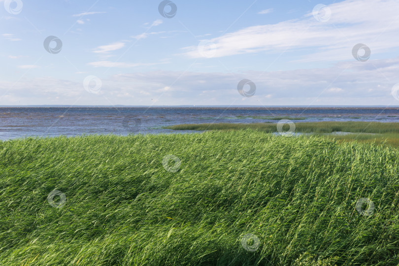 Скачать прибрежный пейзаж, побережье Балтийского моря с зарослями тростника на переднем плане фотосток Ozero