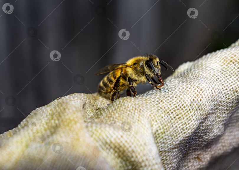 Скачать Медоносная пчела Apis mellifera пьет воду из влажной ткани фотосток Ozero