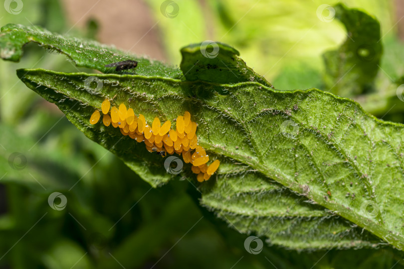 Скачать Яйца колорадского жука поедают листья картофеля, Leptinotarsa decemlineata. фотосток Ozero