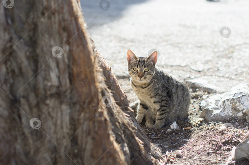 Скачать Котик у дерева фотосток Ozero