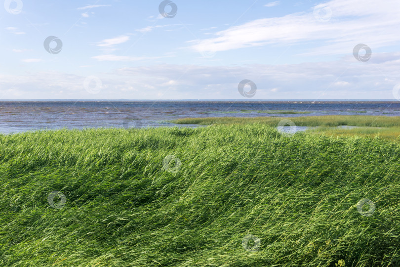 Скачать прибрежный пейзаж, побережье Балтийского моря с зарослями тростника на переднем плане фотосток Ozero