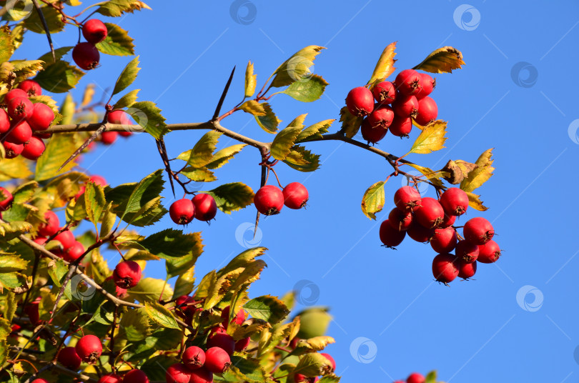 Скачать Ярко-красные плоды боярышника крупноплодного (лат. Crataegus aestivalis) на фоне голубого неба фотосток Ozero