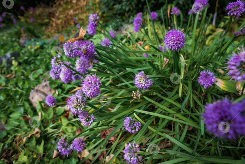 Скачать Allium senescens, широко известный как немецкий чеснок или горный чеснок фотосток Ozero