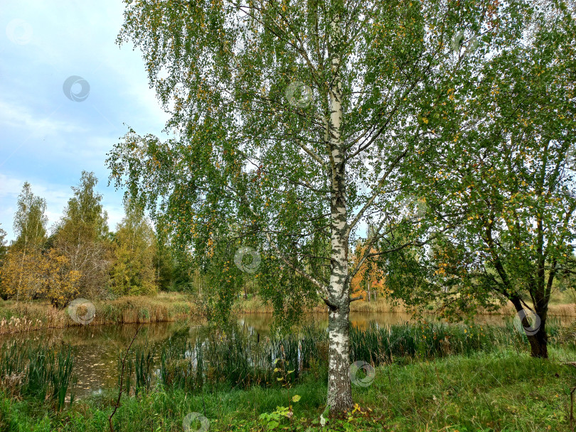 Скачать Осенний пейзаж, небольшая речка, камыш, высокие березы фотосток Ozero