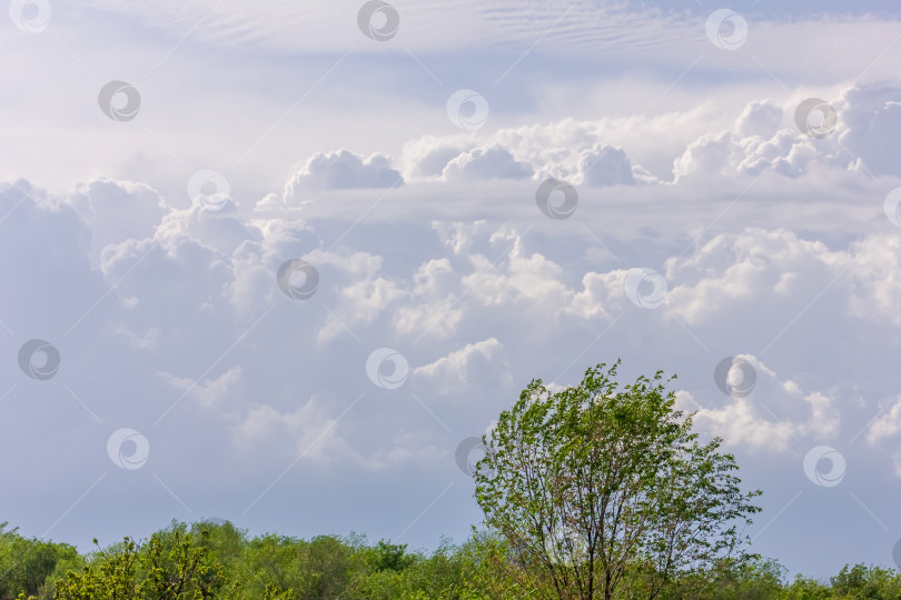 Скачать Посреди поля стоит дерево, а по небу плывут облака фотосток Ozero