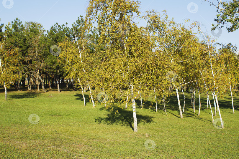 Скачать Березы в осеннем сезоне фотосток Ozero