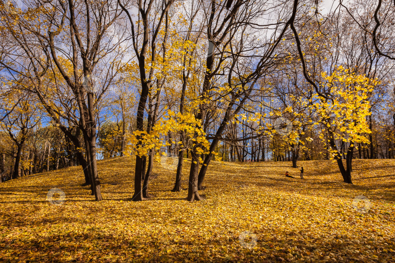 Скачать Осенний  городской парк засыпан желтыми листьями, Москва фотосток Ozero