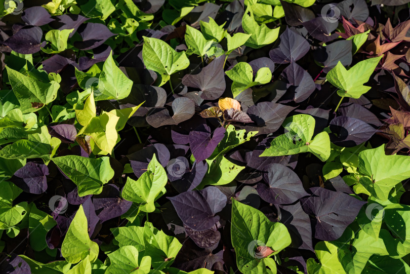 Скачать Листья батата (Ipomoea batatas), произрастающего в России фотосток Ozero