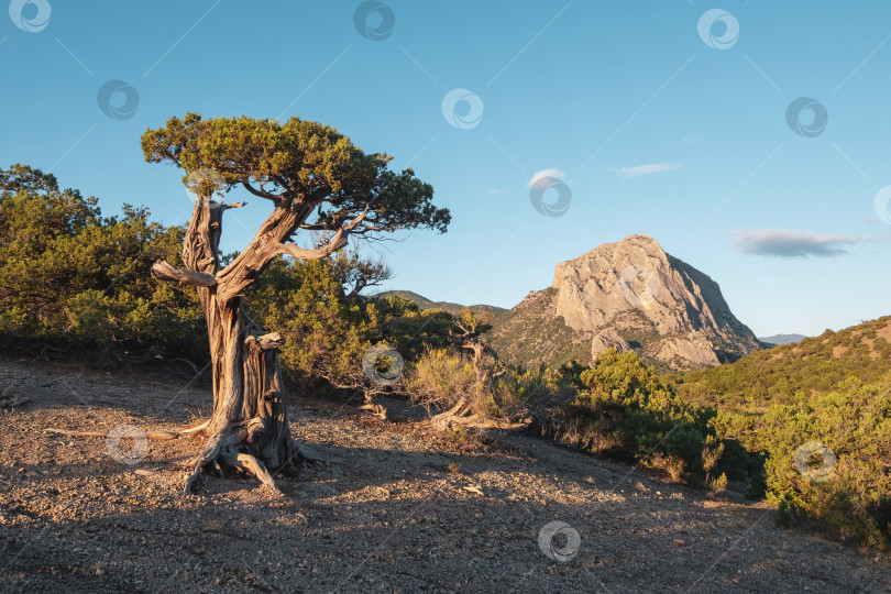 Скачать Можжевеловая роща, Новый Свет, Крымский полуостров. фотосток Ozero