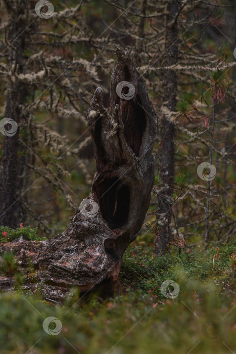 Скачать Лесной персонаж фотосток Ozero