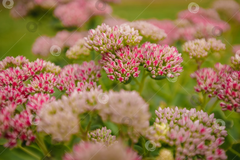 Скачать Очиток, седум видный (Sedum spectabile) цветы фотосток Ozero