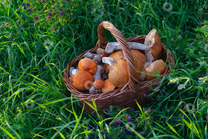 Скачать плетеная корзина, наполненная лесными грибами, на фоне осенних листьев фотосток Ozero