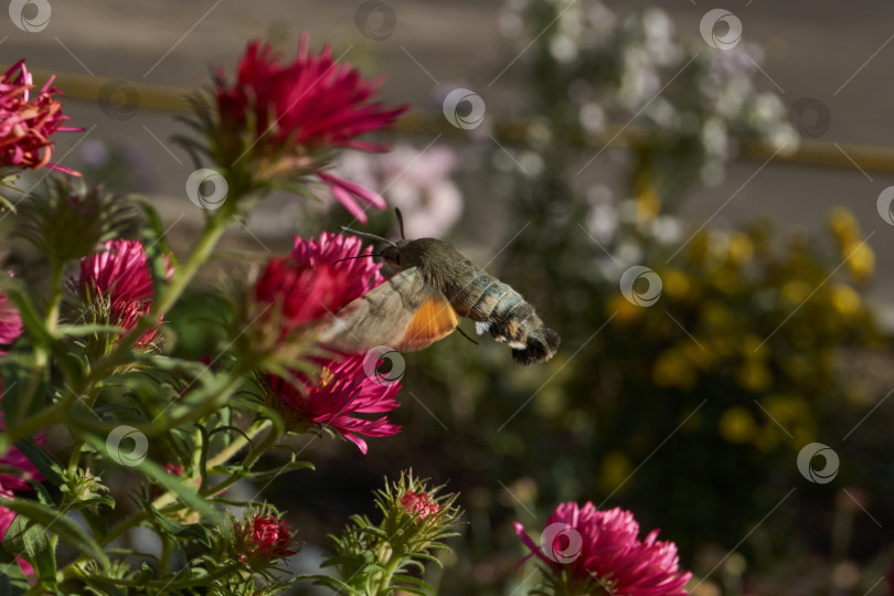 Скачать Бражник-колибри - это бабочка из семейства бражничковых (Sphingidae). фотосток Ozero