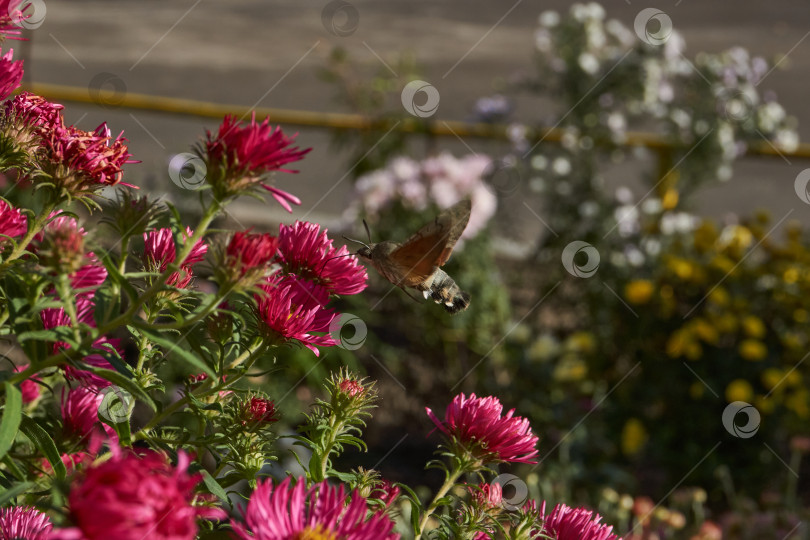 Скачать Бражник-колибри - это бабочка из семейства бражничковых (Sphingidae). фотосток Ozero