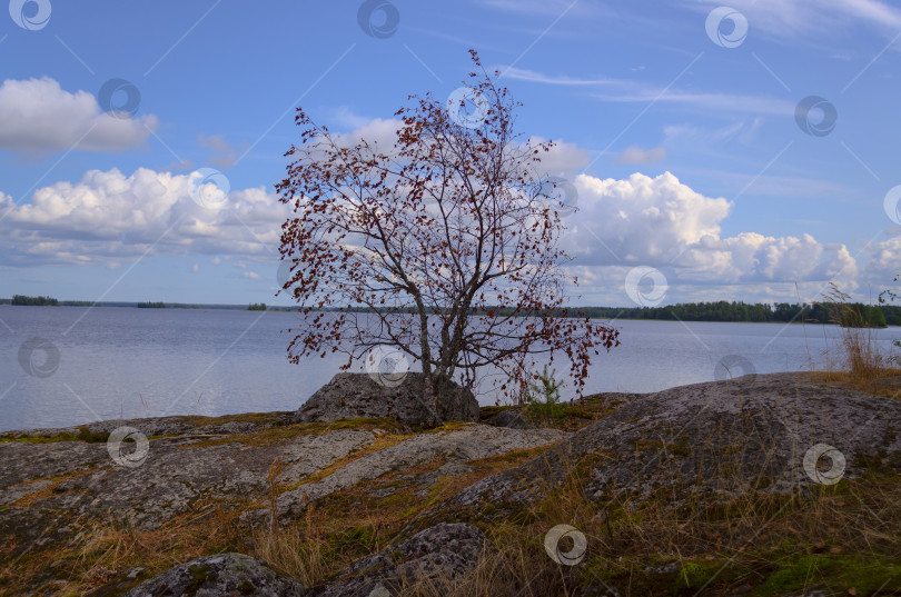 Скачать Вид куста, растущего на камнях фотосток Ozero