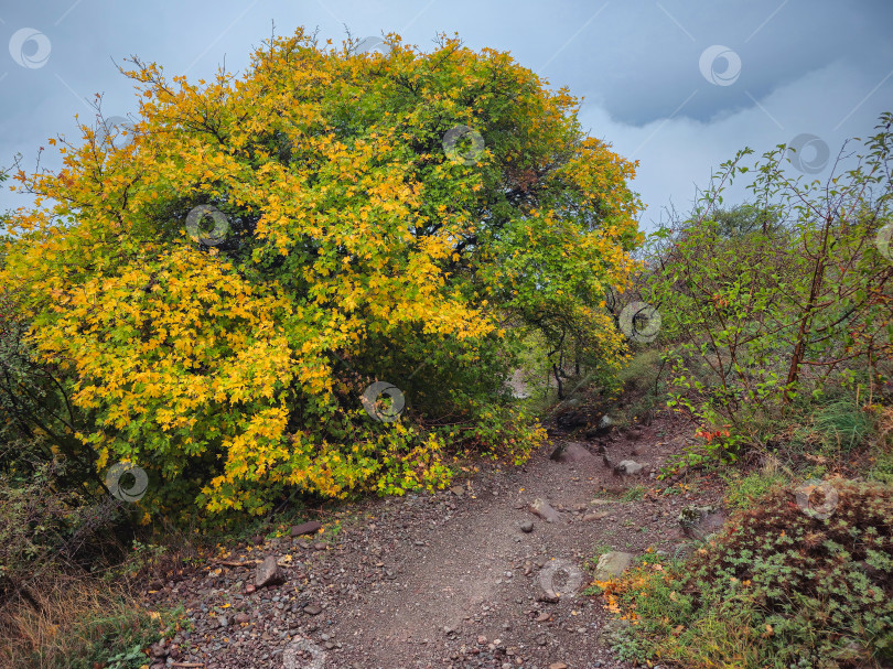 Скачать Тропинка через дождливый осенний лес. фотосток Ozero