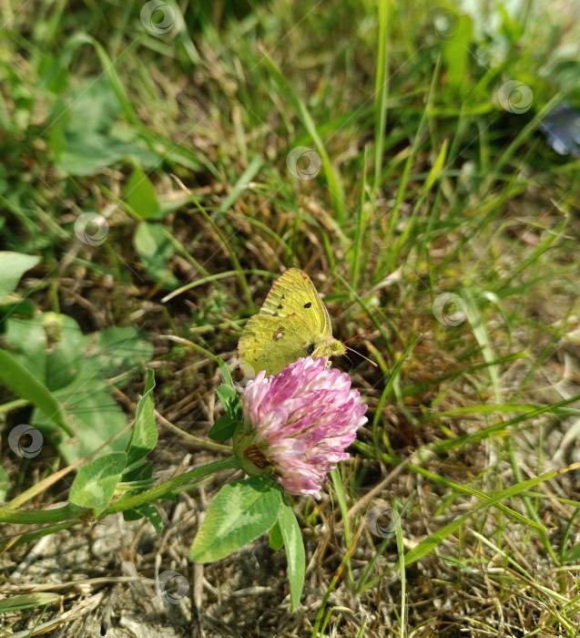 Скачать Желтушка луговая (Colias hyale) фотосток Ozero