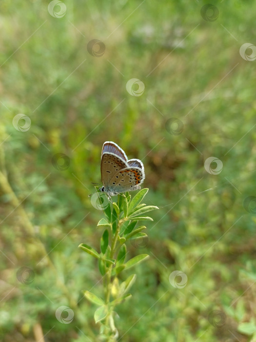 Скачать Бабочка-голубянка (Lycaenidae) Сидит на растении фотосток Ozero