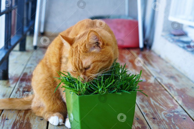 Скачать Домашний рыжий кот. Кот и горшок с травой. Рыжий кот ест траву. фотосток Ozero