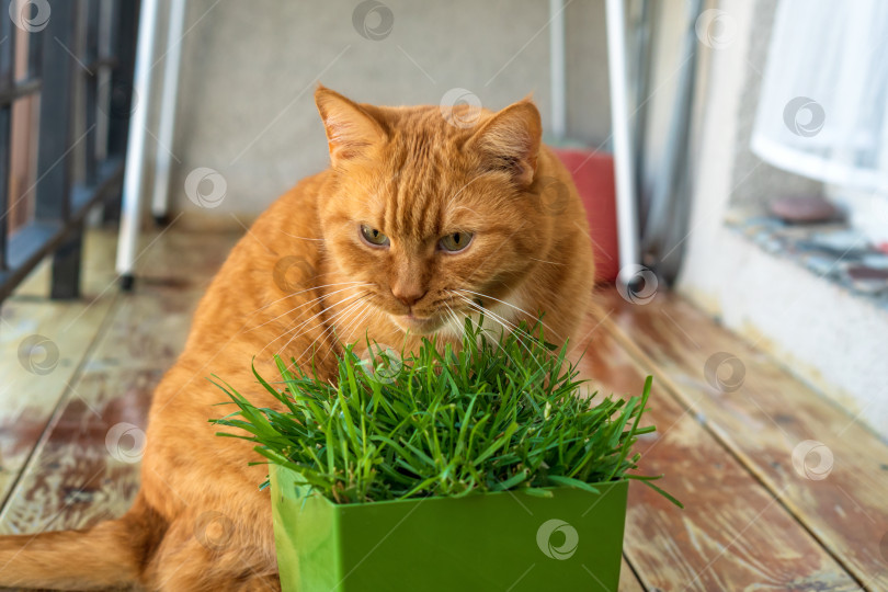 Скачать Домашний рыжий кот. Кот и горшок с травой. Рыжий кот ест траву. фотосток Ozero