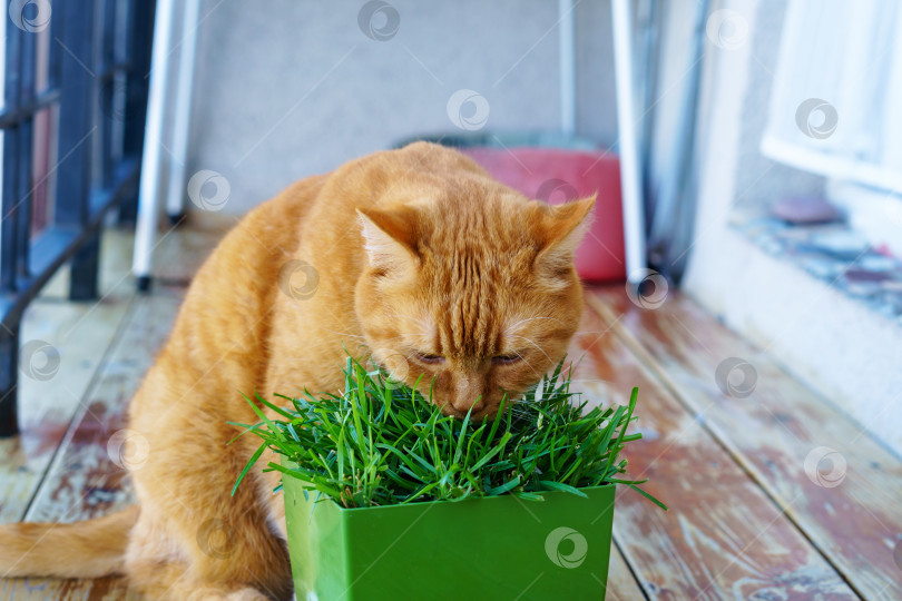 Скачать Домашний рыжий кот. Кот и горшок с травой. Рыжий кот ест траву. фотосток Ozero