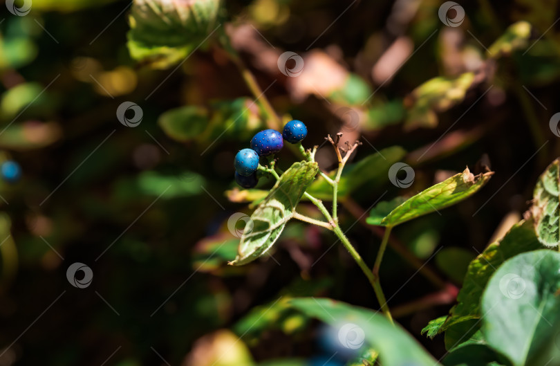 Скачать Ягоды Ampelopsis heterophylla крупным планом фотосток Ozero