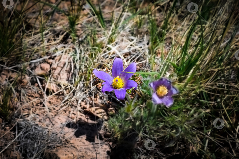 Скачать Древние горы Хакасии. Сахсыр. Подснежники. Сон-трава фотосток Ozero