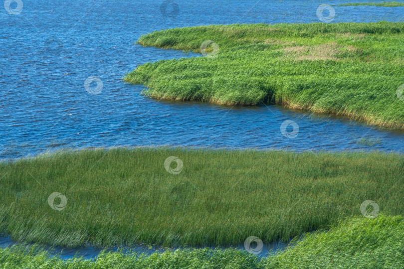 Скачать морской пейзаж, побережье Балтийского моря с зарослями тростника на переднем плане фотосток Ozero