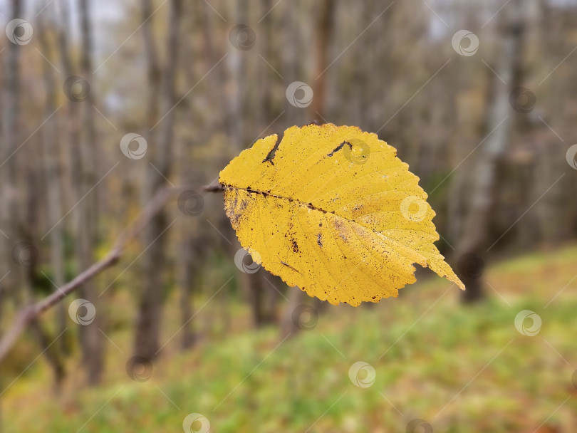 Скачать Последний осенний лист на ветке. Поздняя осень. фотосток Ozero