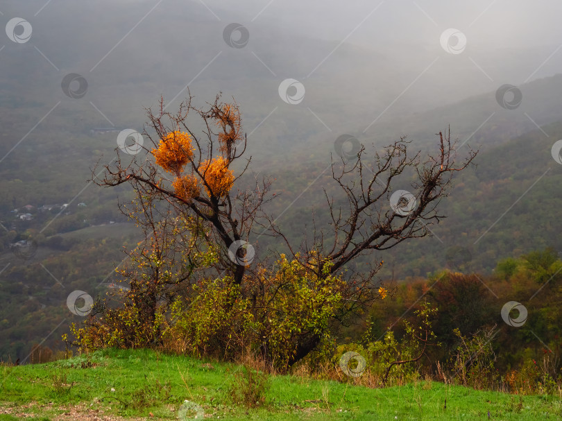 Скачать Туман в горах осенью, разноцветные опадающие листья фотосток Ozero