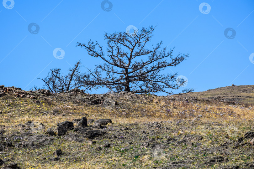 Скачать Древние горы Хакасии. Сахсыр фотосток Ozero