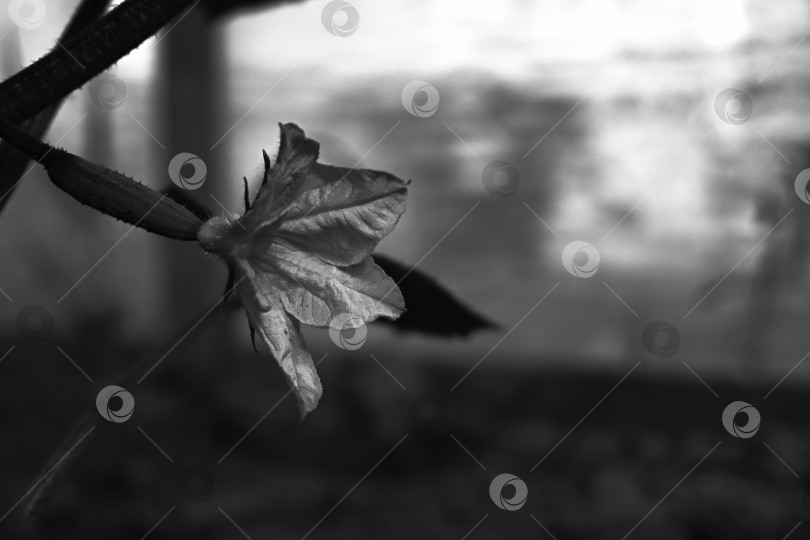 Скачать Черно-белая фотография прорастающего огурца. Молодой огурец с цветком на конце фотосток Ozero
