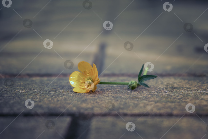 Скачать Одинокий желтый цветок на тротуарной плитке, мягкий избирательный фокус. Желтый сорванный цветок фотосток Ozero