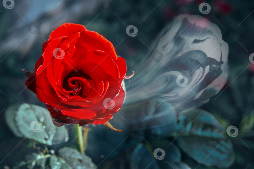 Скачать Красная роза, из которой выходит дождь или дым. Растение, живой цветок, растущий в земле. Специальные эффекты фотосток Ozero