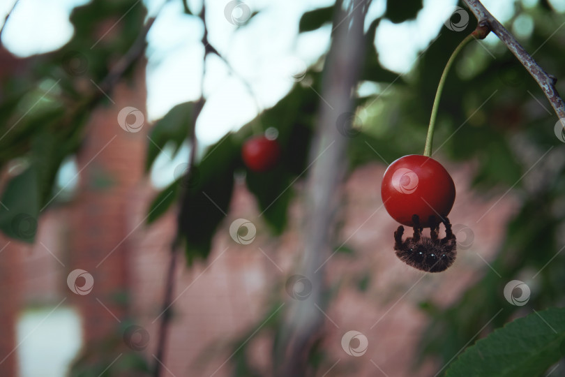 Скачать Красная вишня на ветке. Мохнатый паук висит на вишне. Избирательный фокус. Сад и огород фотосток Ozero