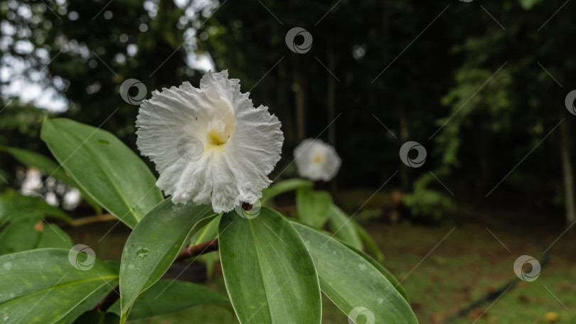 Скачать Прекрасный тропический цветок Costus Alba растет в тропическом лесу. фотосток Ozero