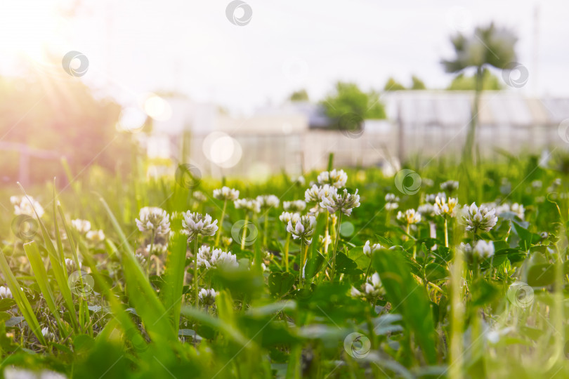 Скачать Белый цветок клевера на лугу, яркое солнце освещает поляну с зеленой травой и цветами клевера. Блики, мягкая селективная фокусировка фотосток Ozero