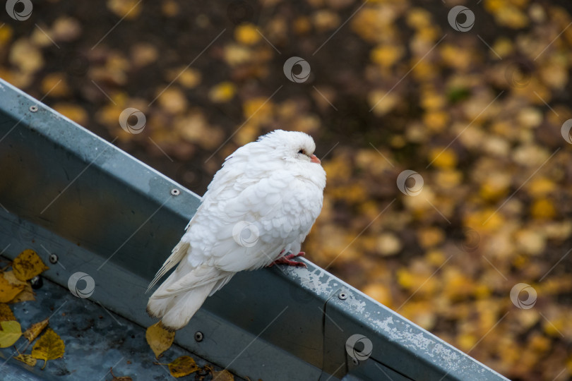 Скачать Голубь. фотосток Ozero