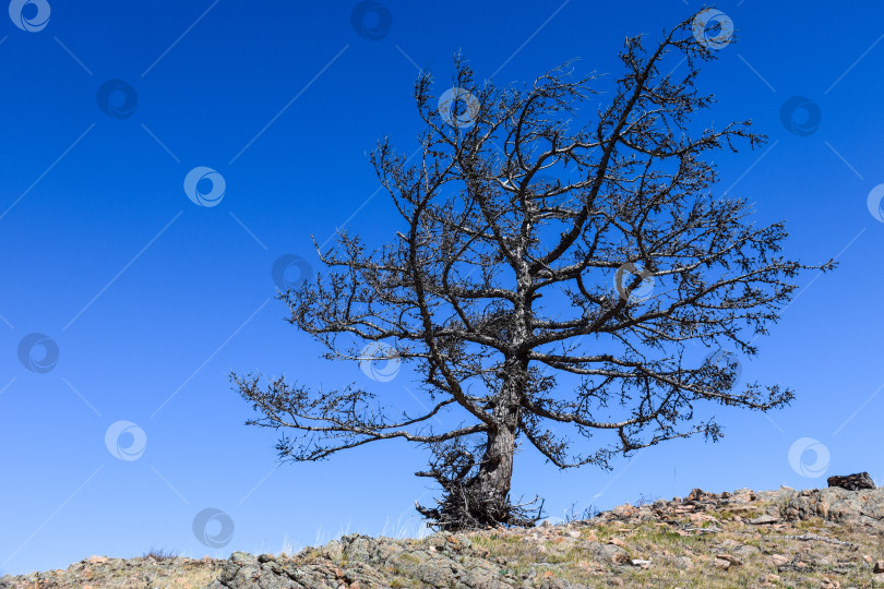 Скачать Древние горы Хакасии. Сахсыр фотосток Ozero